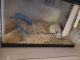 Hamster Rodents for sale in Mt Clemens, MI, USA. price: NA