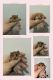 Hamster Rodents for sale in Bay Pkwy, Brooklyn, NY, USA. price: NA