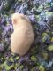 Hamster Rodents for sale in New Bedford, MA, USA. price: NA