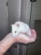 Hamster Rodents for sale in Miami Beach, FL, USA. price: $10