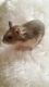 Hamster Rodents for sale in Stanton, MI 48888, USA. price: NA