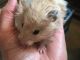 Hamster Rodents for sale in Buford, GA, USA. price: NA