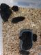 Hamster Rodents for sale in Miami, FL, USA. price: $10