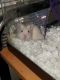 Hamster Rodents for sale in Greenville, NC, USA. price: NA