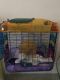 Hamster Rodents for sale in 2609 Deer Ridge Dr, Silver Spring, MD 20904, USA. price: $18