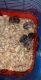 Hamster Rodents for sale in Pensacola, FL, USA. price: NA