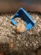 Hamster Rodents for sale in Torrance, CA, USA. price: NA