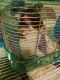 Hamster Rodents for sale in San Diego, CA, USA. price: NA