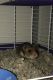 Hamster Rodents for sale in Glendora, CA, USA. price: NA