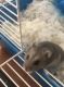 Hamster Rodents for sale in 5255 55th St, San Diego, CA 92115, USA. price: NA