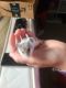 Hamster Rodents for sale in Davenport, FL, USA. price: NA