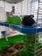 Hamster Rodents for sale in Pembroke Pines, FL 33026, USA. price: NA