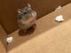 Hamster Rodents for sale in San Antonio, TX, USA. price: NA