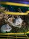 Hamster Rodents for sale in Long Beach, CA, USA. price: NA