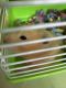 Hamster Rodents for sale in Winter Park, FL, USA. price: $30