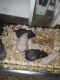 Hamster Rodents for sale in Grafton, WI 53024, USA. price: NA