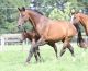 Hanoverian Horses