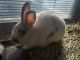 Hare Rabbits for sale in Topanga, CA, USA. price: NA