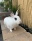 Hare Rabbits for sale in Tustin, CA, USA. price: NA