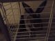 Hare Rabbits for sale in Springfield, MO 65803, USA. price: $100