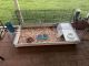 Hare Rabbits for sale in Land O' Lakes, FL, USA. price: $100