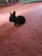 Hare Rabbits for sale in EASTAMPTN TWP, NJ 08060, USA. price: $30