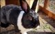 Hare Rabbits for sale in Hazelwood, MO 63042, USA. price: NA