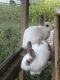 Hare Rabbits