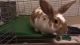 Hare Rabbits for sale in Lacey, WA, USA. price: NA