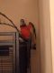 Harlequin Macaw Birds