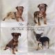 Harlequin Pinscher Puppies for sale in Texarkana, AR 71854, USA. price: $1,200