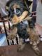 Harrier Puppies for sale in Port Orford, OR 97465, USA. price: $1,000