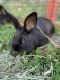 Havana Rabbits for sale in Milton, NC 27305, USA. price: NA