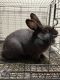 Havana Rabbits for sale in Tucson, AZ, USA. price: NA