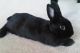 Havana Rabbits for sale in Buffalo, NY 14213, USA. price: $100