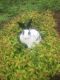 Havana Rabbits for sale in Isanti, MN 55040, USA. price: NA