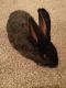 Havana Rabbits for sale in Wichita, KS, USA. price: NA