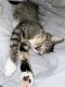 Havana Brown Cats for sale in Austell, GA 30168, USA. price: $100