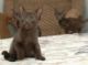 Havana Brown Cats for sale in East Los Angeles, CA, USA. price: NA