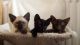 Havana Brown Cats for sale in Los Angeles, CA 90001, USA. price: $500