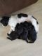 Havanese Puppies for sale in Spring Hill, FL, USA. price: NA