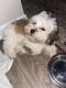 Havanese Puppies for sale in Southfield, MI, USA. price: NA