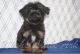 Havanese Puppies for sale in Chattanooga, TN, USA. price: NA
