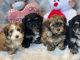 Havanese Puppies for sale in Honolulu, HI, USA. price: NA