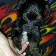 Havanese Puppies for sale in Avondale, AZ, USA. price: NA