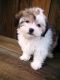 Havanese Puppies for sale in Blasdell, NY 14219, USA. price: NA