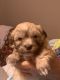 Havanese Puppies for sale in Oxford, MS 38655, USA. price: $850