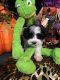 Havanese Puppies for sale in Livonia, MI, USA. price: $1,800