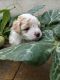 Havanese Puppies for sale in Wayne, PA, USA. price: $1,500
