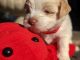 Havanese Puppies for sale in Wayne, PA, USA. price: $1,500